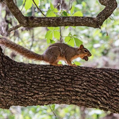 Texas Urlaub 2018 276 Verbessert Rr